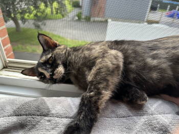 Rescue Domestic Short Hair Cats for Adoption in Naugatuck, Connecticut - Savanna | PetCurious