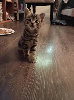 Calico Cats Available for Adoption in San Antonio, Texas - Pecan Pie | PetCurious