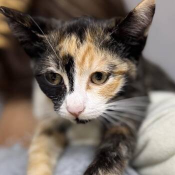 Crisp -  Extra Toes Cat Hemingway Polydactyl Cat for Adoption in Long Beach, California - Crisp | PetCurious