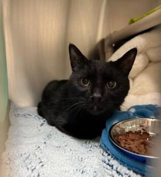 Rescue Domestic Short Hair Cats for Adoption in Whitby, Ontario - Angel | PetCurious