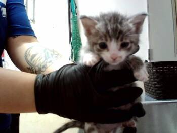 A1048801 -  Domestic Short Hair Cat for Adoption in Martinez, California - A1048801 | PetCurious