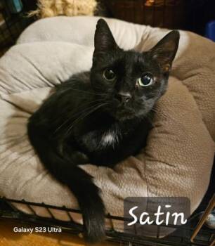 Domestic Short Hair Cats Available for Adoption in Fairfax, Virginia - Satin | PetCurious