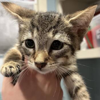 Domestic Short Hair Cats Available for Adoption in Chattanooga, Tennessee - Pop Rocks | PetCurious