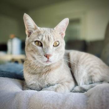 Trevor -  Domestic Short Hair Cat for Adoption in Fort Worth, Texas - Trevor | PetCurious