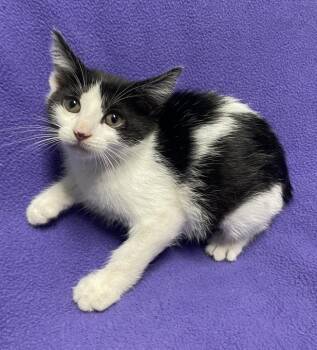 Sherbet -  Domestic Short Hair Cat for Adoption in Jackson, Michigan - Sherbet | PetCurious