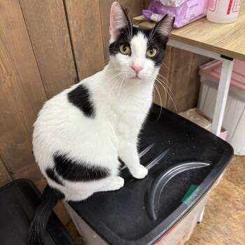 Chantilly -  Domestic Short Hair Cat for Adoption in Miami Beach, Florida - Chantilly | PetCurious
