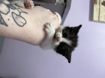 Rescue Domestic Short Hair Cats for Adoption in Columbus, Ohio - Opal | PetCurious