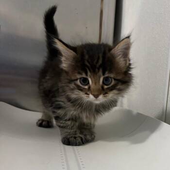 Taurus -  Domestic Short Hair Cat for Adoption in Tulsa, Oklahoma - Taurus | PetCurious