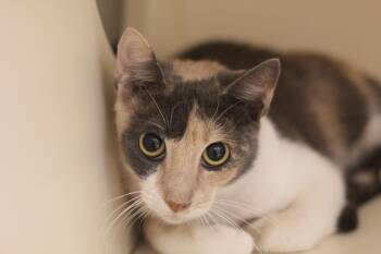 Rescue Domestic Short Hair Cats for Adoption in Cooperstown, New York - Princess | PetCurious