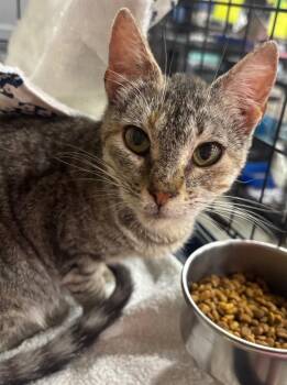 Domestic Short Hair Cats Available for Adoption - Aries | PetCurious