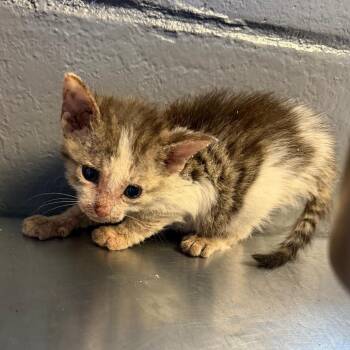 Domestic Short Hair Cats Available for Adoption in Tuscaloosa, Alabama - TUSC-Stray-84518_2_3_4 | PetCurious