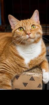 Fanta -  Domestic Short Hair Cat for Adoption in Springdale, Pennsylvania - Fanta | PetCurious