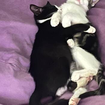 Raggedy Anne -  Domestic Short Hair Cat for Adoption in La Grange, Kentucky - Raggedy Anne | PetCurious