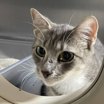 Hamden Mama -  Domestic Short Hair Cat for Adoption in Westport, Connecticut - Hamden Mama | PetCurious