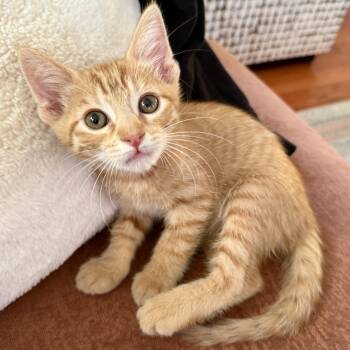 Jasper -  Domestic Short Hair Cat for Adoption in Los Angeles, California - Jasper | PetCurious