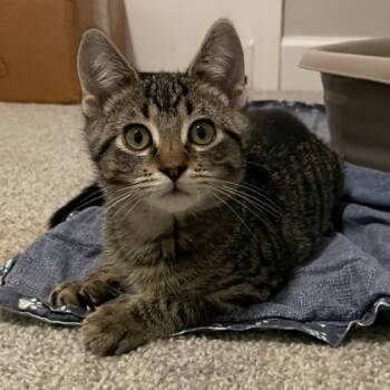Rescue Domestic Short Hair Cats for Adoption in Wheaton, Illinois - Bolin | PetCurious