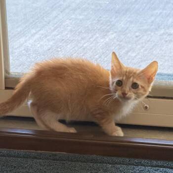 Ranger -  Domestic Short Hair Cat for Adoption in Hernando, Mississippi - Ranger | PetCurious
