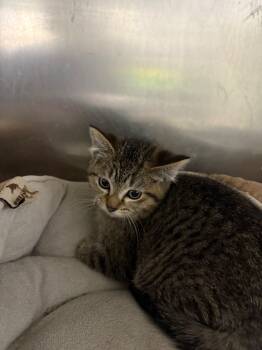 Rescue Domestic Short Hair Cats for Adoption in Virginia, Minnesota - Elsa | PetCurious