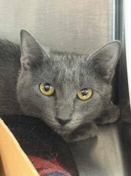 EDDY -  Domestic Short Hair Cat for Adoption in West Chester, Pennsylvania - EDDY | PetCurious