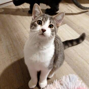 Domestic Short Hair Cats Available for Adoption - Helen | PetCurious