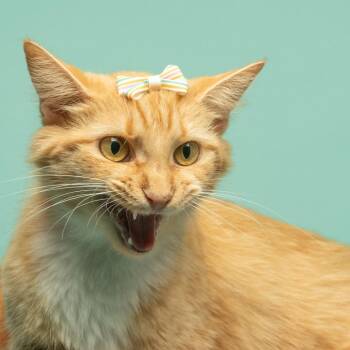 Cyndi Pawper -  Domestic Medium Hair Cat for Adoption in Tipton, Indiana - Cyndi Pawper | PetCurious