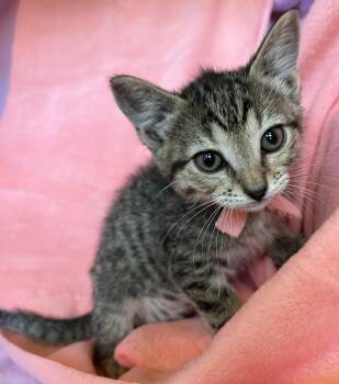 KIki -  Bengal and Domestic Short Hair Cat for Adoption in Hood River, Oregon - KIki | PetCurious