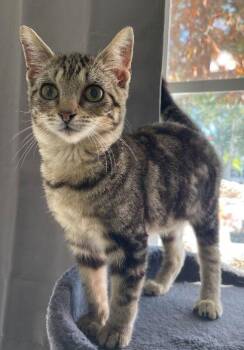 Domestic Short Hair Cats Available for Adoption - Tobias | PetCurious