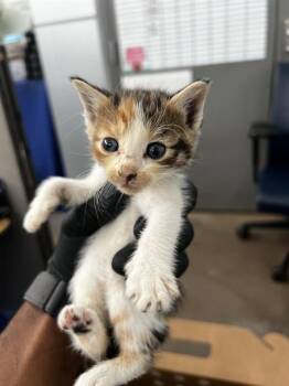 TOFU -  Domestic Medium Hair Cat for Adoption in Dallas, Texas - TOFU | PetCurious