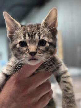 Marceline -  Domestic Short Hair Cat for Adoption in Huntington, Indiana - Marceline | PetCurious