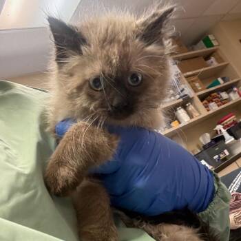 Manhattan -  Siamese and Domestic Long Hair Cat for Adoption in Flagstaff, Arizona - Manhattan | PetCurious