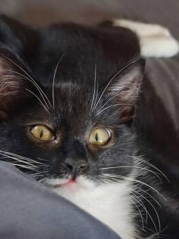 Ponch -  Tuxedo and Domestic Short Hair Cat for Adoption in Walnut Creek, California - Ponch | PetCurious