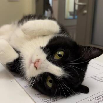 Malibu -  Domestic Short Hair Cat for Adoption in Lynchburg, Virginia - Malibu | PetCurious