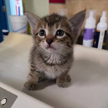 Domestic Short Hair Cats Available for Adoption in Eureka Springs, Arkansas - Metapod | PetCurious