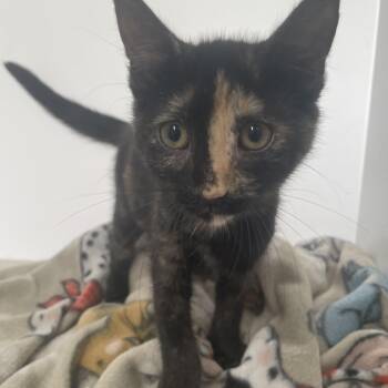 Rescue Tortoiseshell Cats for Adoption in Heber Springs, Arkansas - Lucinda | PetCurious