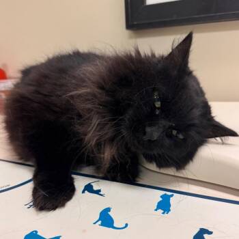 Figaro -  Domestic Long Hair Cat for Adoption in Lynchburg, Virginia - Figaro | PetCurious