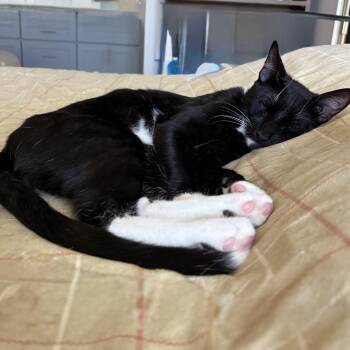 Oreo - Chino Hills Location -  Domestic Short Hair Cat for Adoption in Chino Hills, California - Oreo - Chino Hills Location | PetCurious