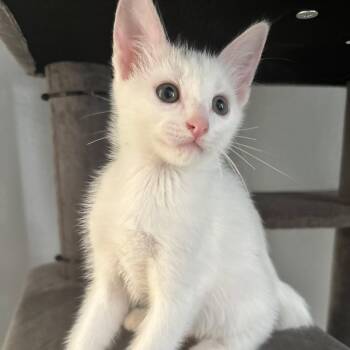 Frederick -  Domestic Short Hair Cat for Adoption in Alvin, Texas - Frederick | PetCurious