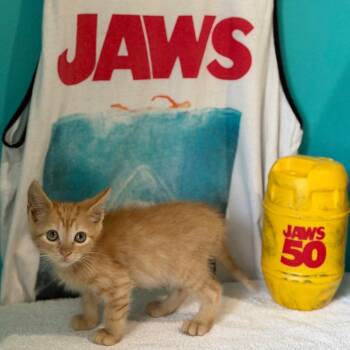 Spielberg -  Domestic Short Hair Cat for Adoption in Brownsboro, Alabama - Spielberg | PetCurious