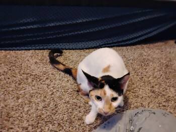 Storm -  Calico and Turkish Van Cat for Adoption in Houston, Texas - Storm | PetCurious