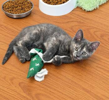 Penny -  Tortoiseshell Cat for Adoption in Pickerington, Ohio - Penny | PetCurious