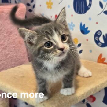 Once More -  Domestic Medium Hair Cat for Adoption in Fredericksburg, Virginia - Once More | PetCurious
