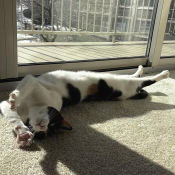 Domestic Short Hair Cats Available for Adoption - Millie | PetCurious