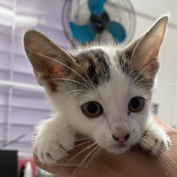 Hilda -  Domestic Short Hair Cat Available for Adoption in Vieques, Vieques - Hilda | PetCurious