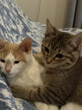 Rescue Domestic Short Hair Cats for Adoption in Chicago, Illinois - Arianna Bonded Pair With Morris | PetCurious
