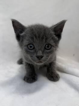 Domestic Short Hair Cats Available for Adoption in Greensboro, North Carolina - Connell | PetCurious