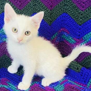 Tagalong -  Domestic Short Hair Cat for Adoption in Mt. Juliet, Tennessee - Tagalong | PetCurious