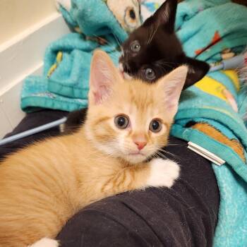 Domestic Medium Hair Cats Available for Adoption in Chapel Hill, North Carolina - Sungold | PetCurious