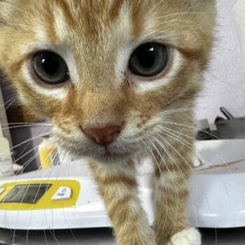 Ron -  Domestic Short Hair Cat for Adoption in Grinnell, Iowa - Ron | PetCurious