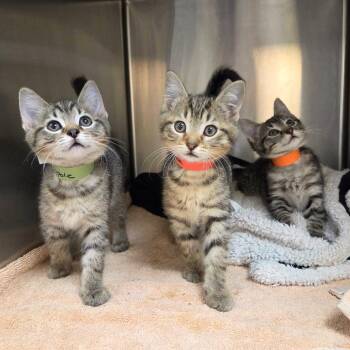 Beignet -  Domestic Short Hair Cat for Adoption in Woodinville, Washington - Beignet | PetCurious