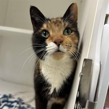 Domestic Short Hair Cats Available for Adoption - GELATO | PetCurious